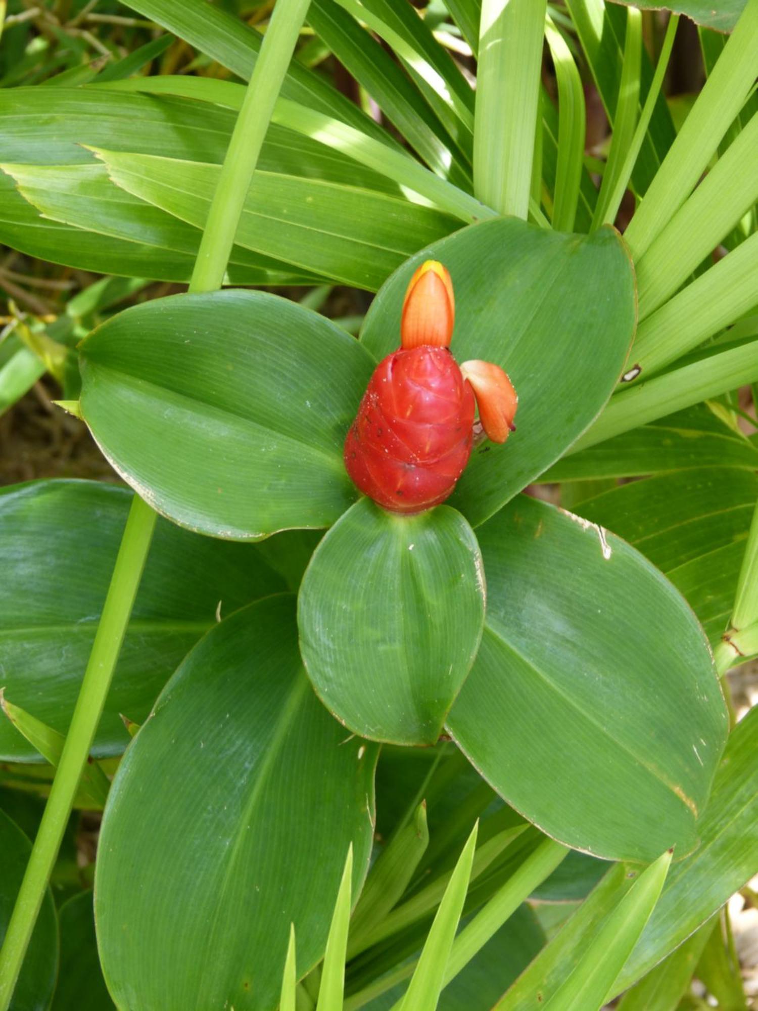 Bungalow Citronnelle 圣皮埃尔 外观 照片